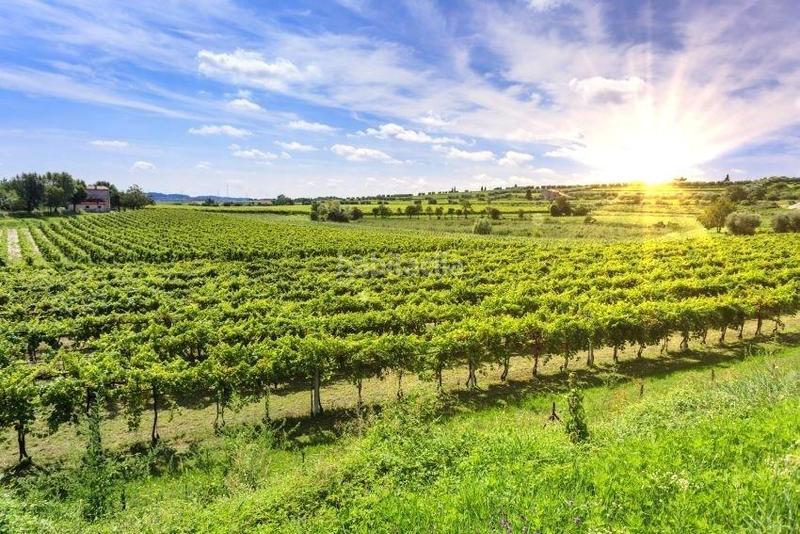 Foto a9ed2498-b9f9-4a46-b089-4bd3248c7223. Finca rústica a Binissalem