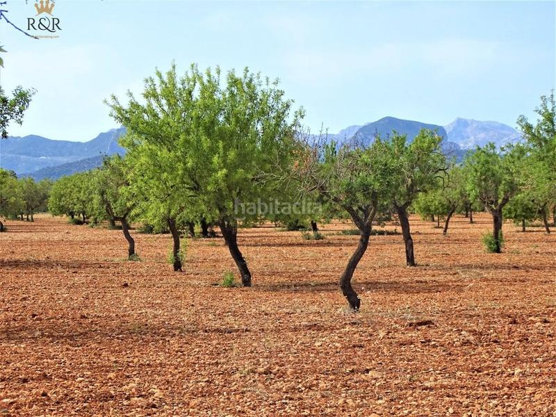 Foto ca921012-866b-4872-9634-4c13ffbe5e6e. Finca rústica a Binissalem