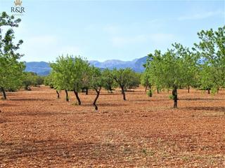 Rural plot in Binissalem. Finca rústica binissalem  edificable 40.000 m2