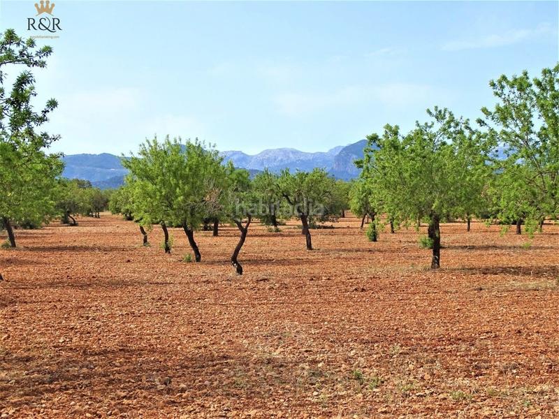 Foto f52e779a-70ec-4df4-b4b4-32290384b94d. Finca rústica a Binissalem