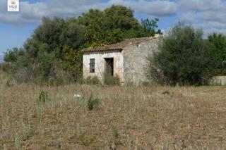 Rural plot in Binissalem. Finca rústica con caseta y agua en binissalem