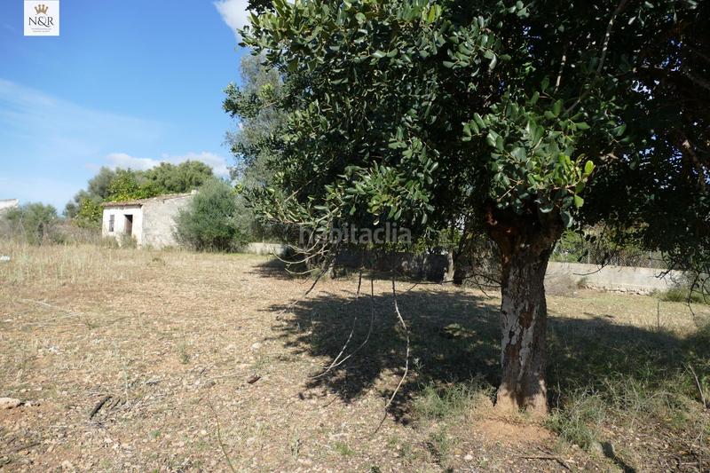 Foto 74c671da-1bd7-44ba-acec-7ff30a35e263. Finca rústica  con caseta y agua en Binissalem