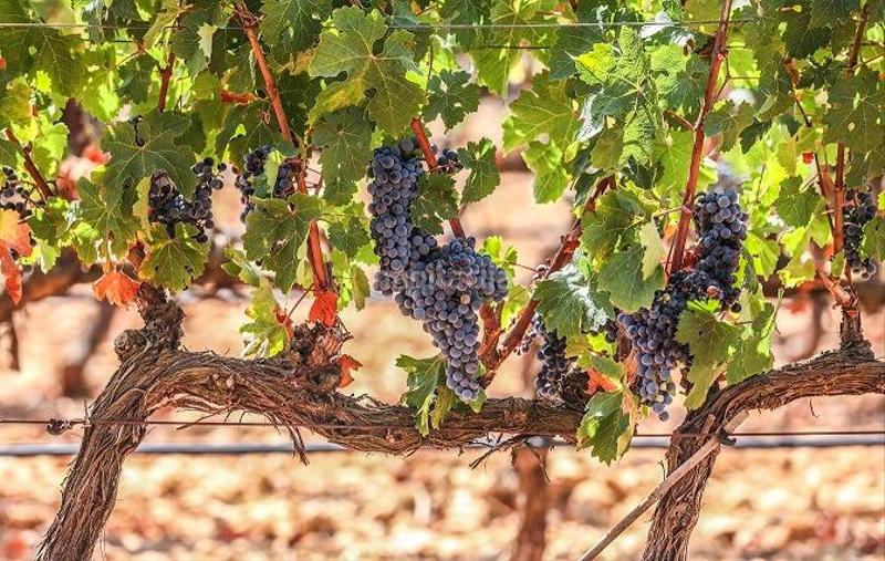 Foto 0dba09c1-954e-48c1-aed4-6ca51f25a512. Alquiler local comercial traspaso restaurante en pleno funcionamiento en el centro en Binissalem