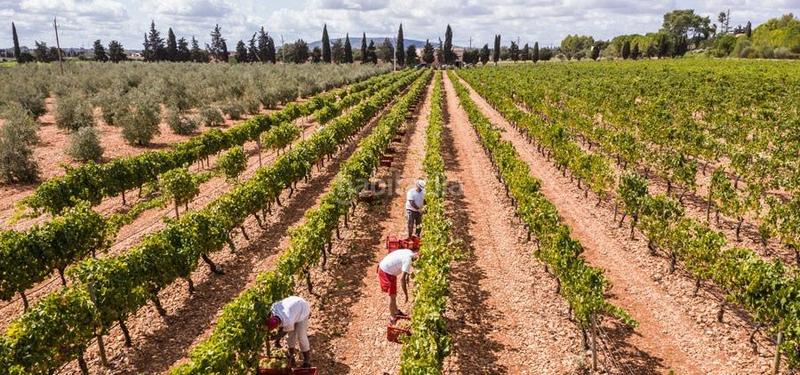 Foto a52d559c-8a69-4e08-8e82-54fc855e3016. Lloguer local comercial a Binissalem