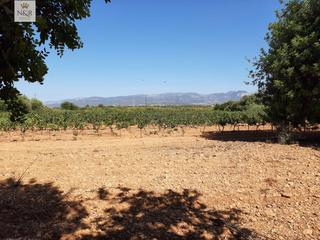 Mas à Sencelles. Finca rústica en biniali con proyecto