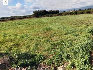 Rural plot in Llubí. Parcela rústica en llubí no urbanizable