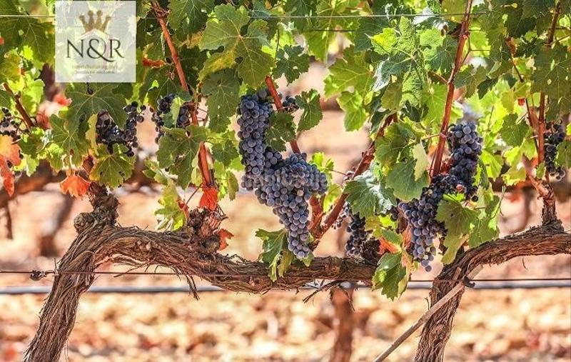 Foto 3c1399a5-47c4-417c-8d7b-88d53677538a. Terreno residencial solar urbano con proyecto de ejecución en Binissalem