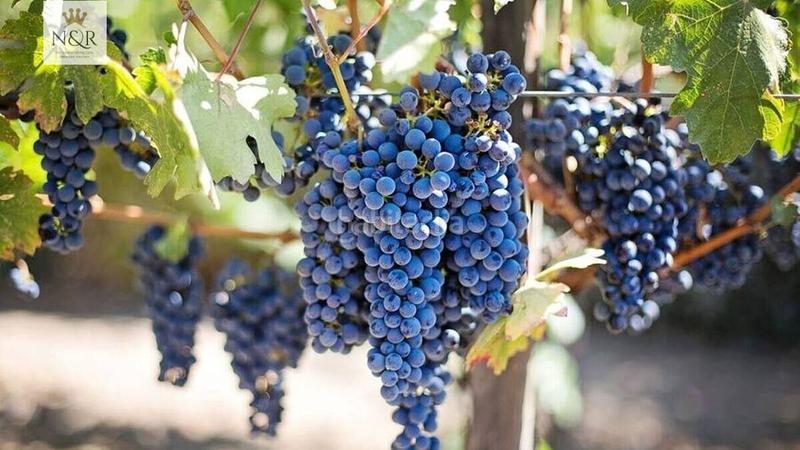 Foto c575436e-5f39-48e1-b3af-6f8cfaeddbe2. Terreno residencial solar urbano con proyecto de ejecución en Binissalem