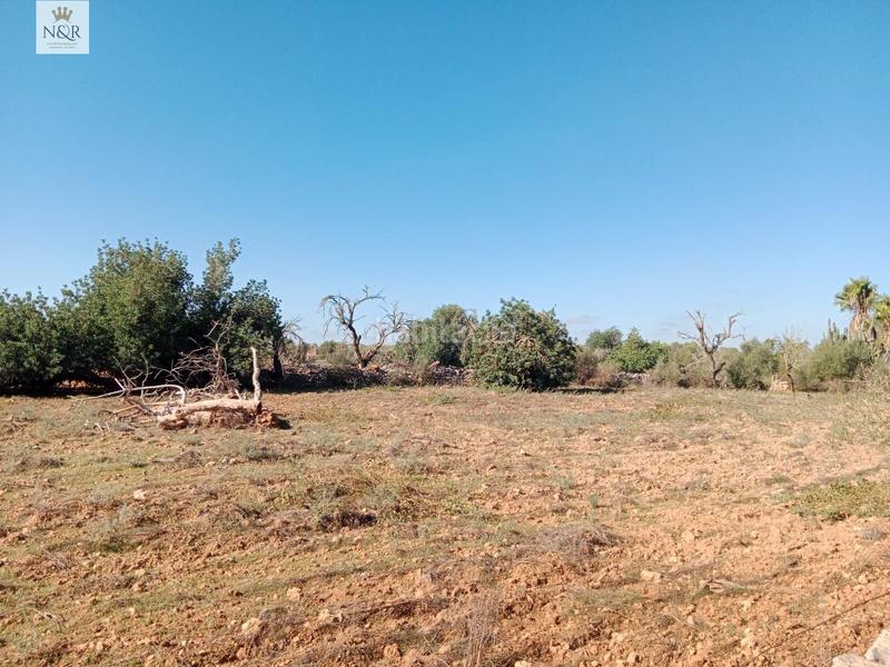 Foto 9de860cd-cf7e-4b8a-917f-fc8bdfeeedc5. Casale in Sineu