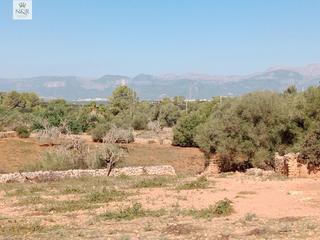 Masia a Sineu. Finca edificable con casa para reformar