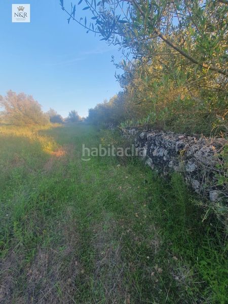 Foto 35de35be-1bf3-49d3-8787-37cf465399f7. Finca rústica a Llubí