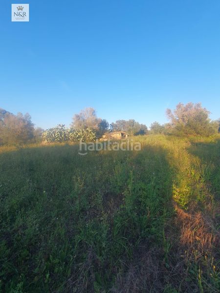 Foto 52217402-c30c-43fc-8f31-b1dbc328aa09. Finca rústica a Llubí