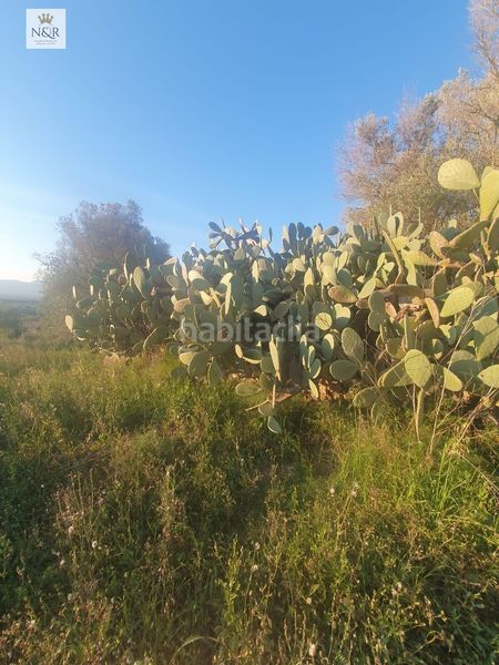 Foto 80e024a5-89ae-44bc-aee1-b8f9aff3390c. Finca rústica a Llubí