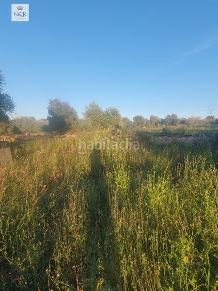 Foto ff9a1748-643b-461b-b3c0-a61489c40c63. Finca rústica a Llubí