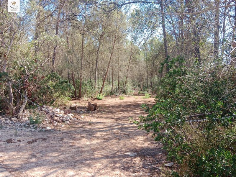 Foto bf111f35-8070-49b1-9591-a6eff7e6167a. Finca rústica finca con pinar en Costitx