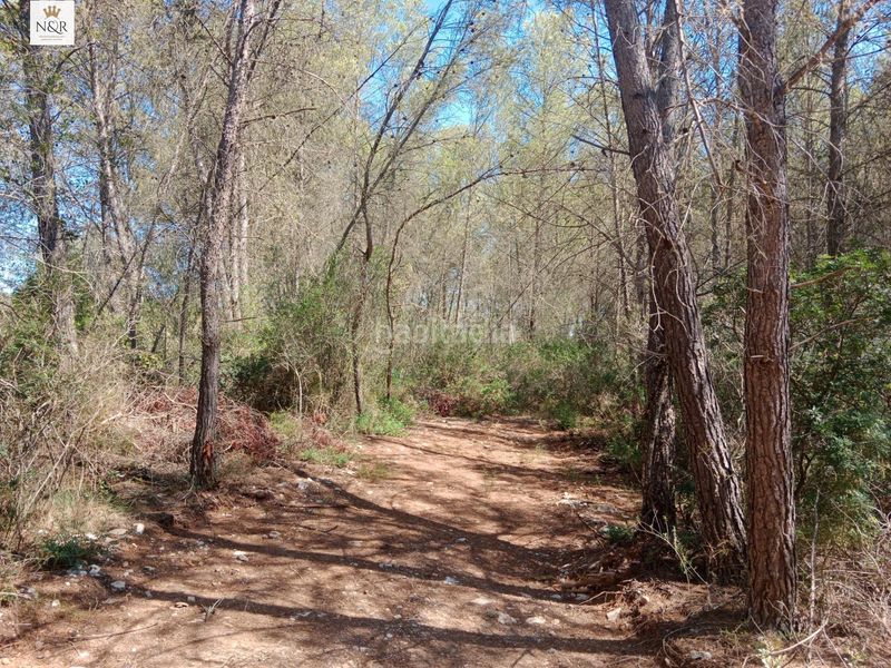 Foto c18bd699-13b0-473f-9283-6428d5a4aa1f. Finca rústica finca con pinar en Costitx