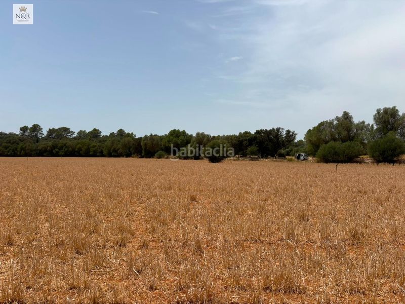 Foto 9489b05a-c76d-4124-9afe-e912d3de18f5. Masia a Sencelles