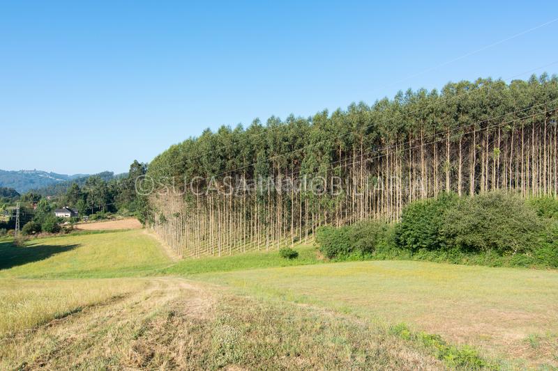 Foto 66eb3c03-8785-4968-b468-b24cb685b3a1. Casale in focanos 10 in Carral