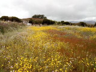 Finca rstica en Camino la mina 14. Terreno rstico 4200 m2 en san felipe, los baldios