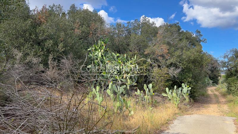 Foto 61219eab-8787-4a82-9f5e-f034531c3839. Terrain résidentiel dans Mont-ras