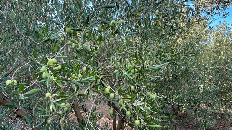 Foto 28a81474-5ce4-44c6-8134-31ea5958377b. Terreno residenziale in carretera coín 1 in Centro Alhaurín el Grande