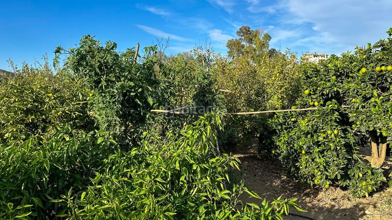 Foto 483bc8e9-a07c-4ae8-9a74-d02b187272fd. Terreno residenziale in carretera coín 1 in Centro Alhaurín el Grande