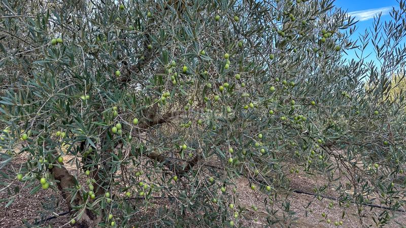 Foto a87337c9-cd70-4ec3-849b-b528fa4bfade. Terreno residenziale in carretera coín 1 in Centro Alhaurín el Grande