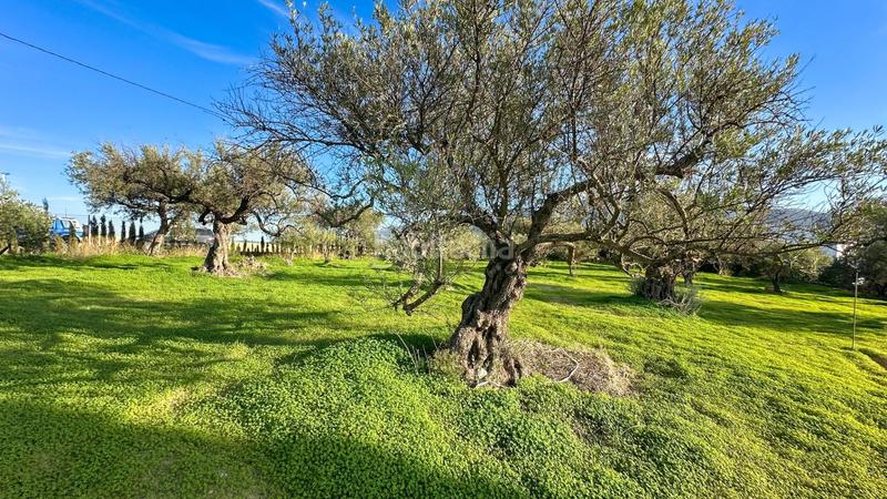 Foto 3504ffd0-6f6e-4f37-ae7d-cad7f8b68921. Terrain résidentiel dans polígono polígono 26 parcela 96 26 dans Alhaurín el Grande