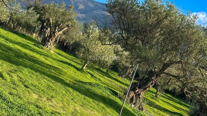 Foto 7442f487-7a25-4997-bc51-5e6aa26edb69. Terrain résidentiel dans polígono polígono 26 parcela 96 26 dans Alhaurín el Grande