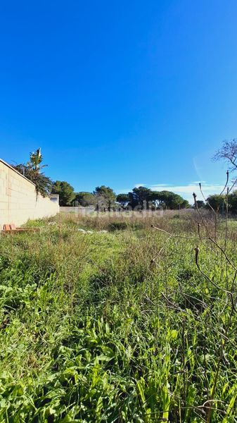 Foto d51f6233-f6df-4aa1-980d-3d7fcbfd487d. Finca rústica a Las Lagunas - Campano Chiclana de la Frontera