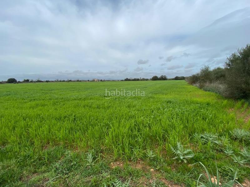 Foto c3ec3a31-50f5-494b-ac66-d8a8122e145c. Fondo rustico in Felanitx poble Felanitx