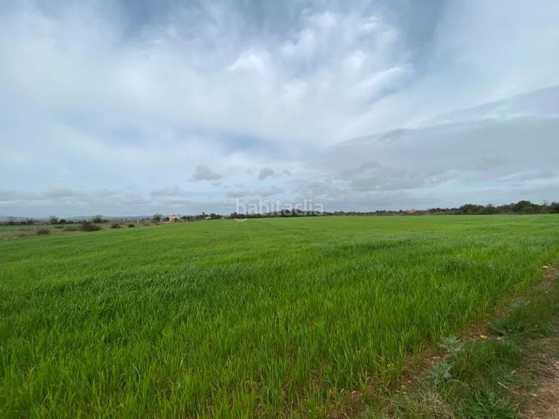Foto d485a0a8-a173-4383-a201-6d866c6f7d29. Fondo rustico in Felanitx poble Felanitx