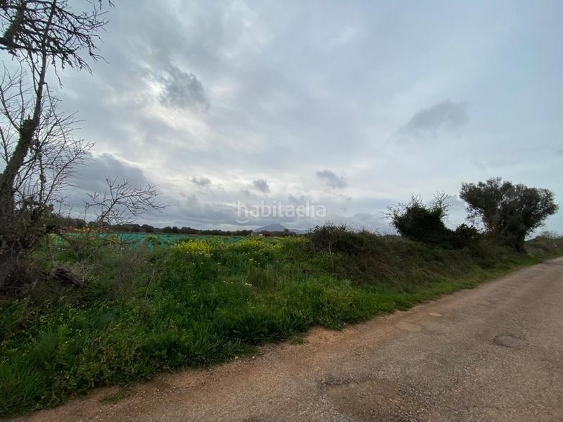 Foto e30f1501-4a41-4712-96f0-fd8d6346b602. Fondo rustico in Felanitx poble Felanitx