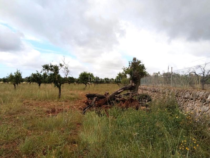 Foto 85e9f051-749b-4268-8ec5-f3c0c4dc78e2. Residential plot in S´Horta - Cas Concos des Cavaller - Es Carritxó Felanitx