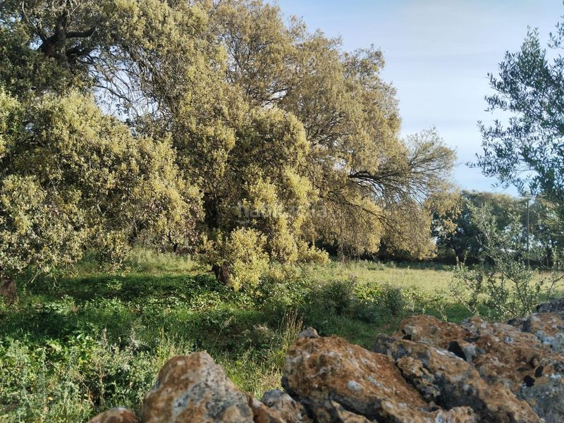 Foto 30b5dac4-6592-4bdd-9cb7-1e6cbb400428. Finca rústica a Felanitx poble Felanitx