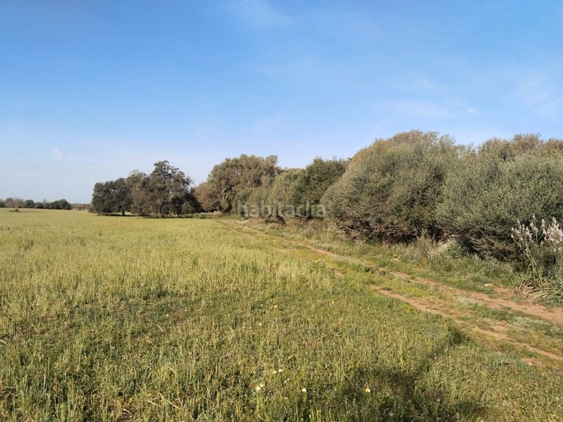 Foto 3636c7c9-6ee8-4888-b763-6327fca8c30c. Finca rústica a Felanitx poble Felanitx