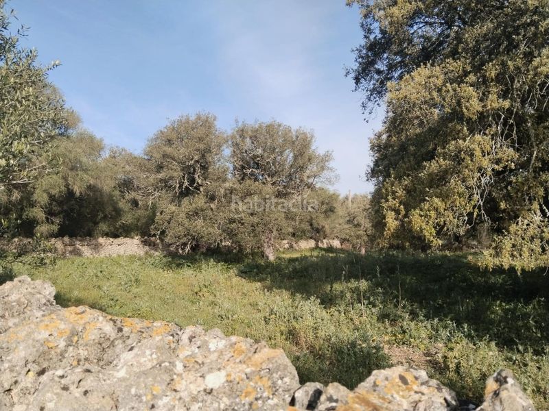 Foto 4559b8ab-21f8-4d86-a35c-578a7ac46519. Finca rústica a Felanitx poble Felanitx