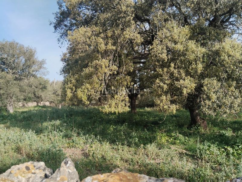 Foto 4c10c93e-184f-47e7-9e36-5b2792e76282. Finca rústica a Felanitx poble Felanitx