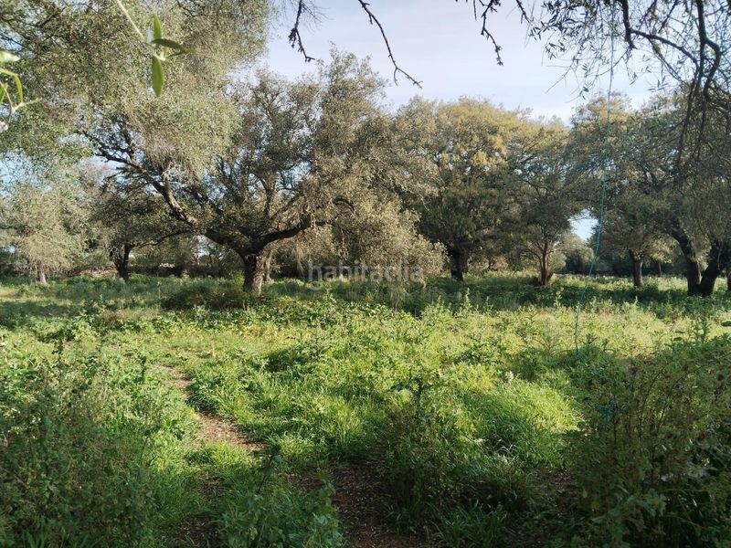 Foto 642274c1-7298-433d-9d01-66d2ca87d521. Finca rústica a Felanitx poble Felanitx