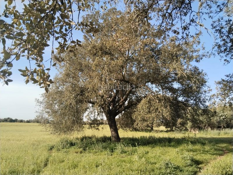 Foto 7d046054-f3fe-4c1b-bec7-38af67b80f83. Finca rústica a Felanitx poble Felanitx