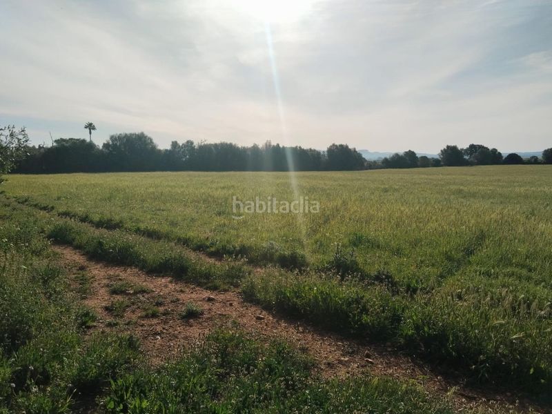 Foto aaf90e64-c067-43e3-bf6c-5c841998b900. Finca rústica a Felanitx poble Felanitx