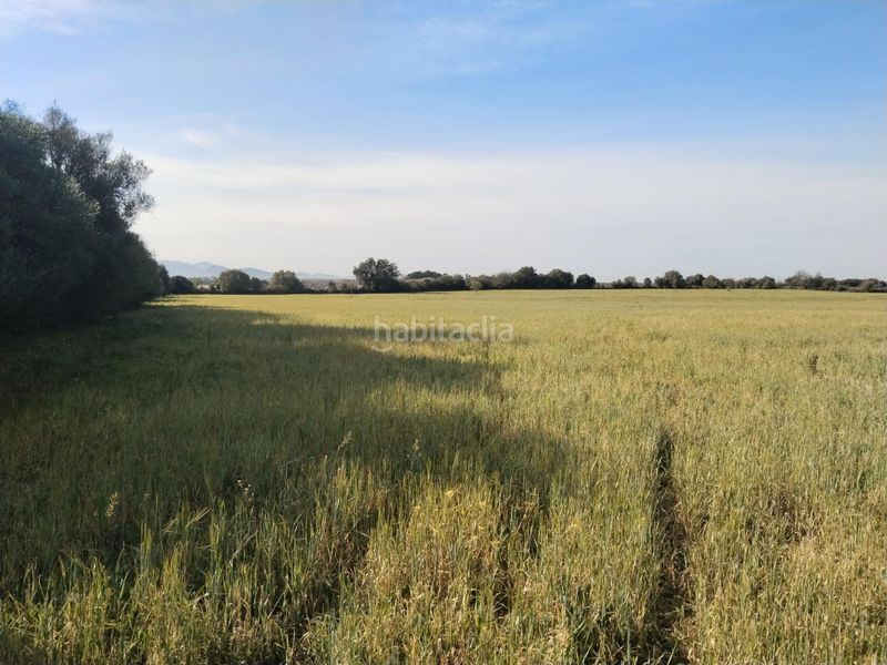 Foto c59e45cd-3871-4df9-984d-6c502f0e2d70. Finca rústica a Felanitx poble Felanitx