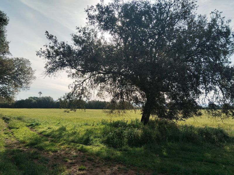 Foto ce2ae0f2-b37a-4e5f-956a-90a6f3d7824c. Finca rústica a Felanitx poble Felanitx