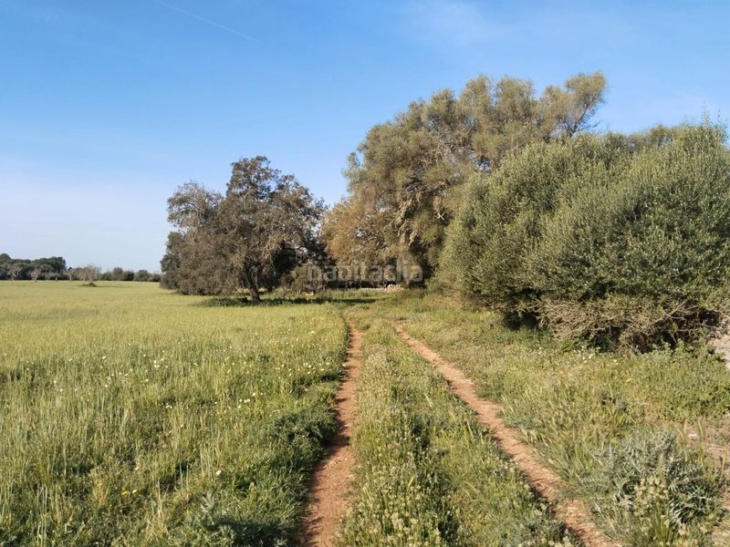 Foto cfcfc42f-b56c-4648-b4a5-b9ac56e653ca. Finca rústica a Felanitx poble Felanitx