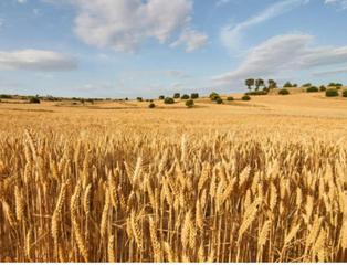 Terreny residencial a Guimerà. Fincas 9,17 ha cultivables en guimerá