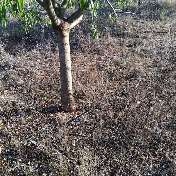 Foto 9dd58e90-4456-49c9-afdb-028e1bc58607. Propriété dans Platja de Mont-roig Mont-roig del Camp