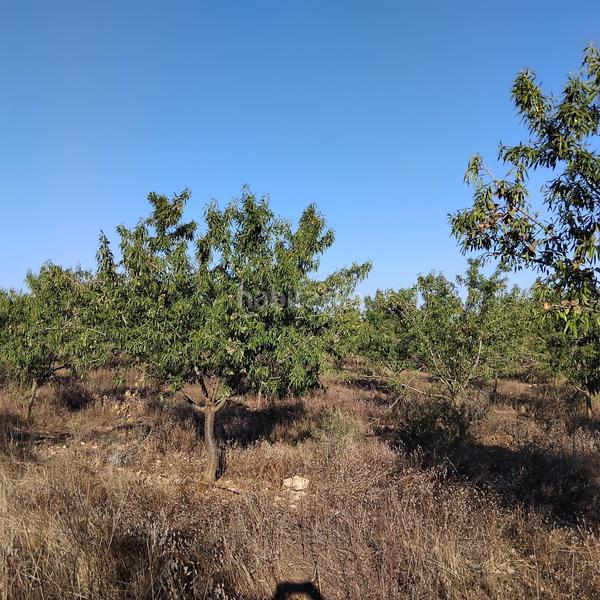 Foto c86046d0-be8e-4894-9b94-6d58de88a7c5. Propriété dans Platja de Mont-roig Mont-roig del Camp