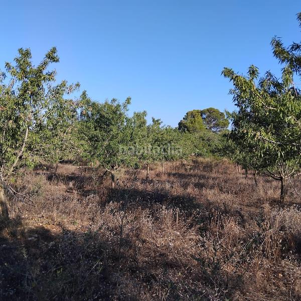 Foto df9bfbde-4281-469f-9889-4967e94b7a44. Propriété dans Platja de Mont-roig Mont-roig del Camp