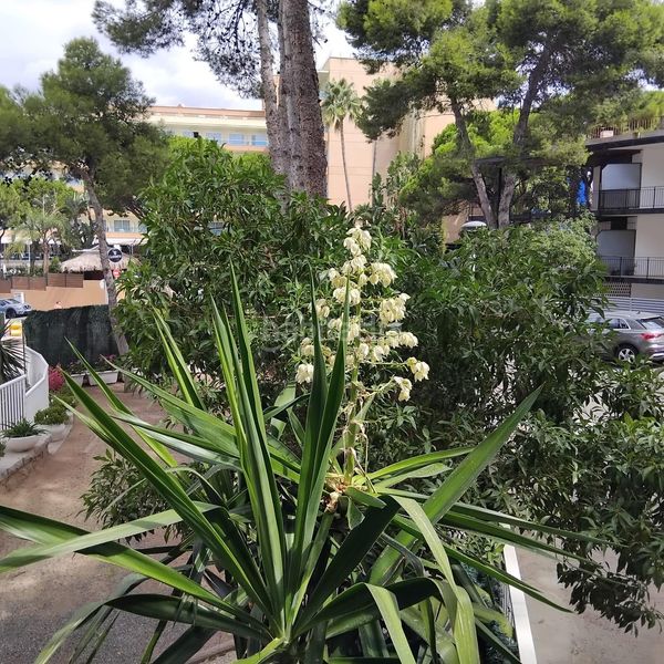 Foto f01acbbe-e939-4b65-bcdd-ac67fc6f1b03. Apartament amb piscina a Mar i Camp - Platja dels Capellans Salou