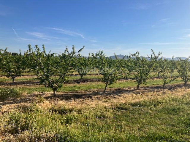 Foto f3a71432-34e7-43e4-bddf-0230054b9ed5. Finca rústica a Fraga